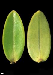 Veronica leiophylla. Leaf surfaces, adaxial (left) and abaxial (right). Scale = 1 mm.
 Image: W.M. Malcolm © Te Papa CC-BY-NC 3.0 NZ
